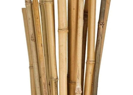 VERDELOOK CANNA DI BAMBOO